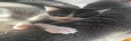 Mixed Breed cats for sale: 4 beautiful kitten ready for a amazing home. in Birmingham - Advert 5