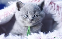 British Shorthair cats for sale: GCCF champ bloodlines Bsh - Image 2