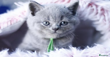British Shorthair cats - Advert 1