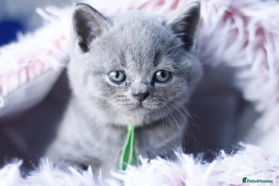 British Shorthair cats for sale: GCCF champ bloodlines Bsh - Image 2