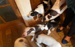 Mixed Breed dogs for sale: Staff collie cross puppies  - Image 20