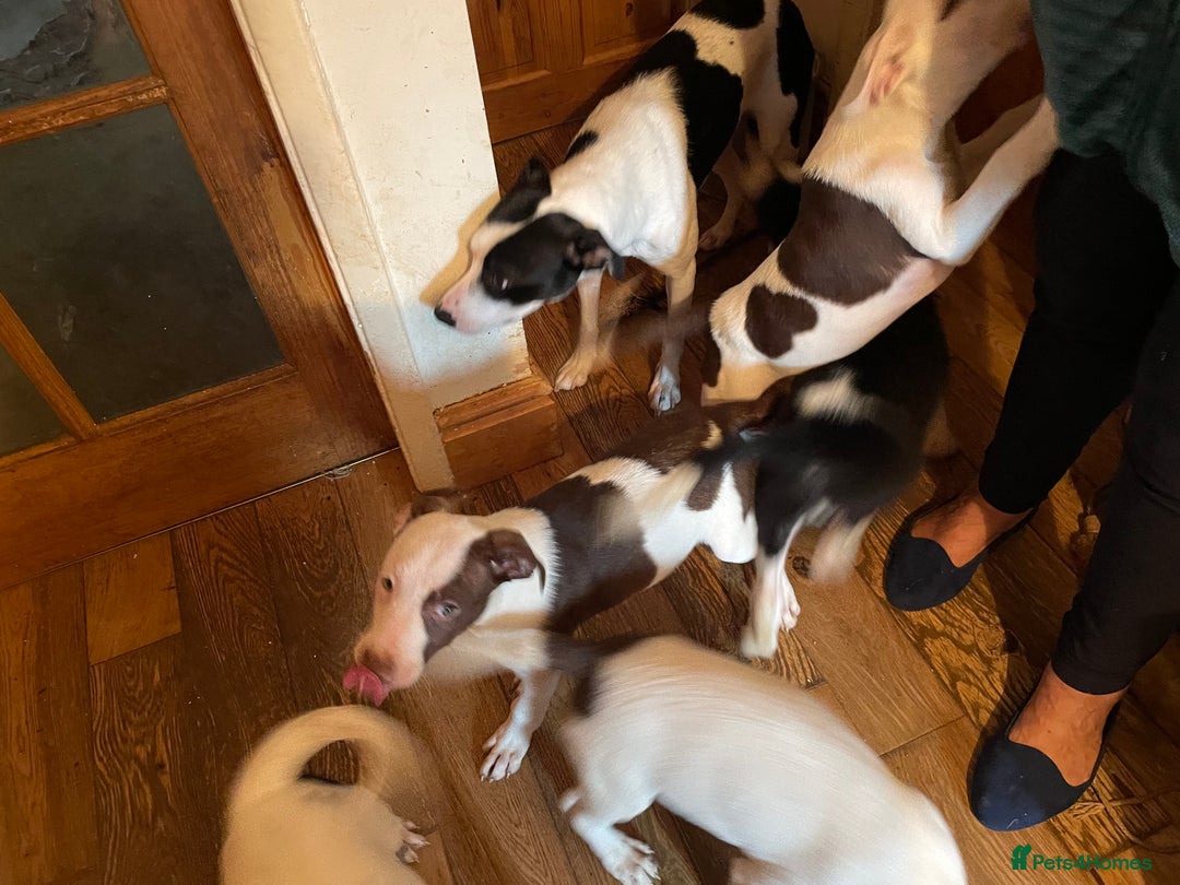 Mixed Breed dogs for sale: Staff collie cross puppies  - Image 20