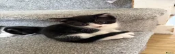 Mixed Breed cats for sale: Adorable Litter of 4 Loving Home Raised Kittens 🐾 - Advert 6