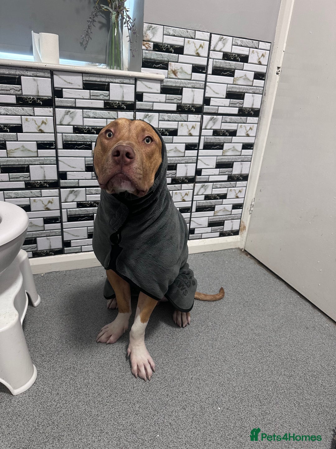 Mixed Breed dogs for sale: Staffy mix bull - Image 4