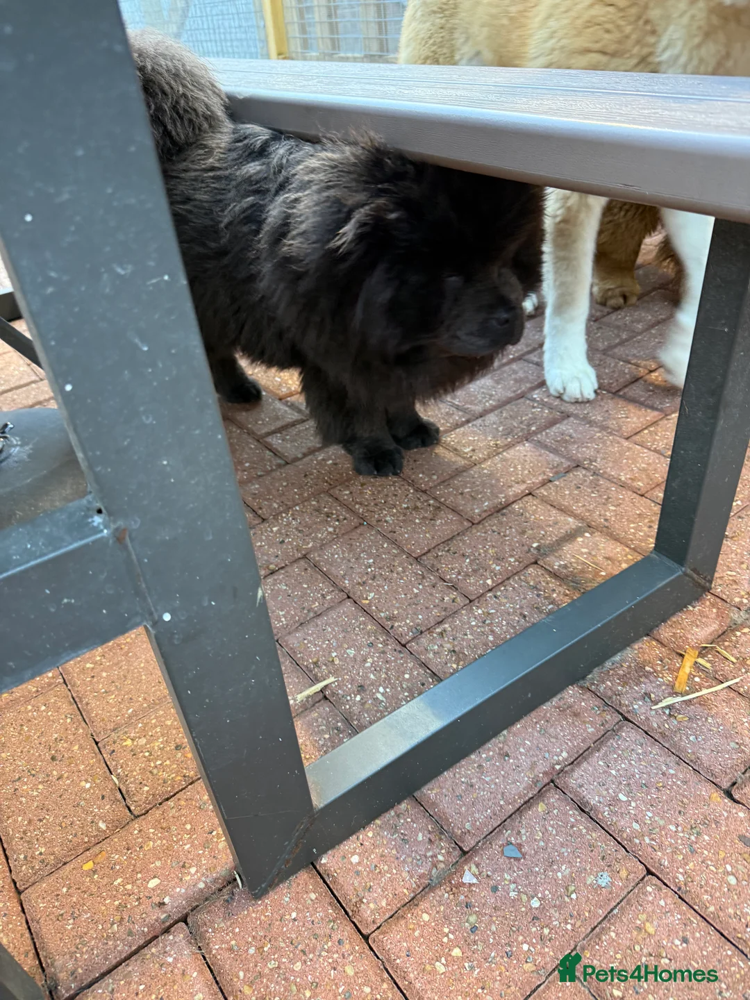 Chow Chow dogs for sale: Hassle free - Advert 2
