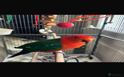 Parrots birds for sale: Australian King Parrot - 4 year old male  - Image 2