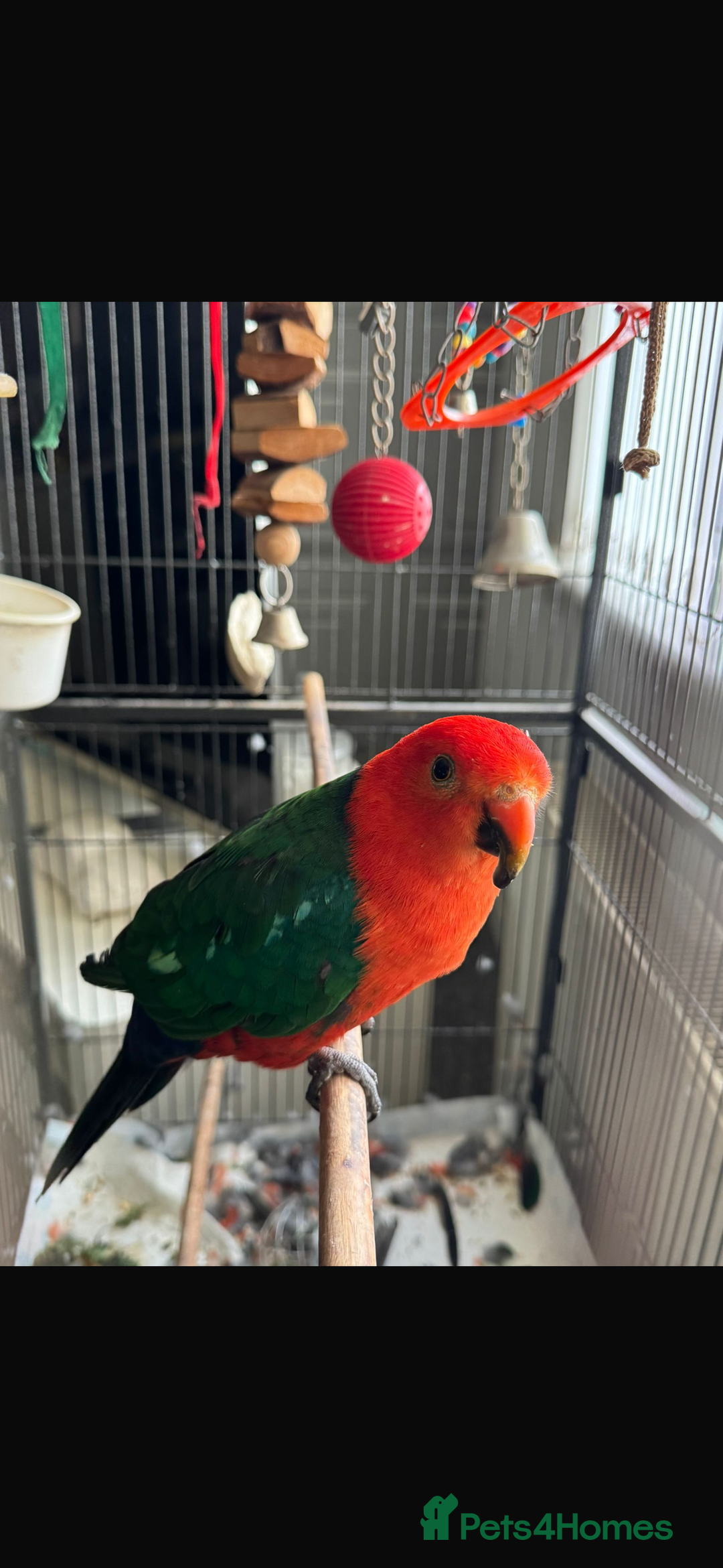 Parrots birds for sale: Australian King Parrot - 4 year old male  - Image 2