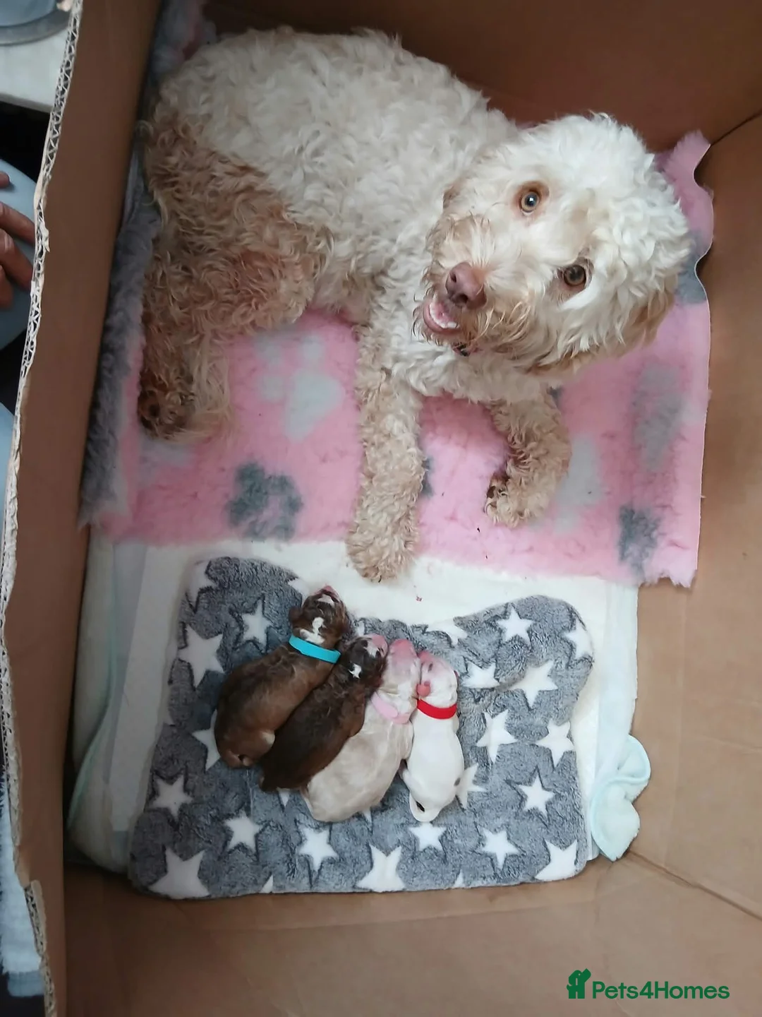 Cockapoo dogs for sale: Gorgeous F2b cockapoo puppies  in Corsham - Advert 2