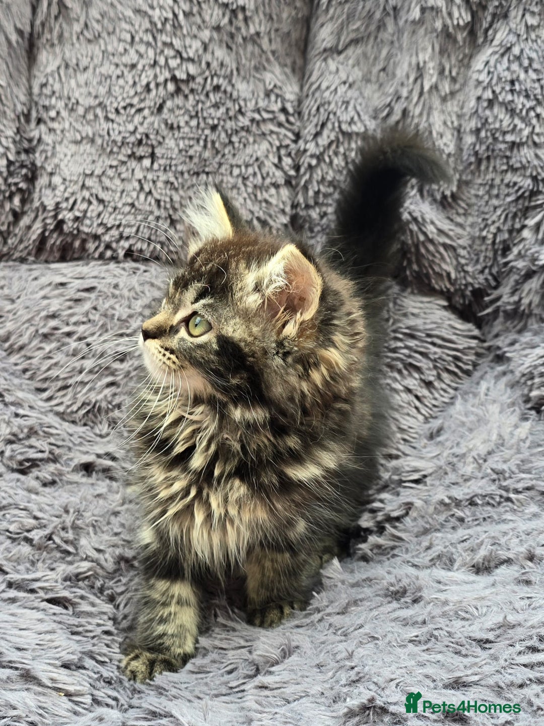 Ragdoll cats for sale: TICA REGISTERED RAGDOLL KITTENS  - Image 1