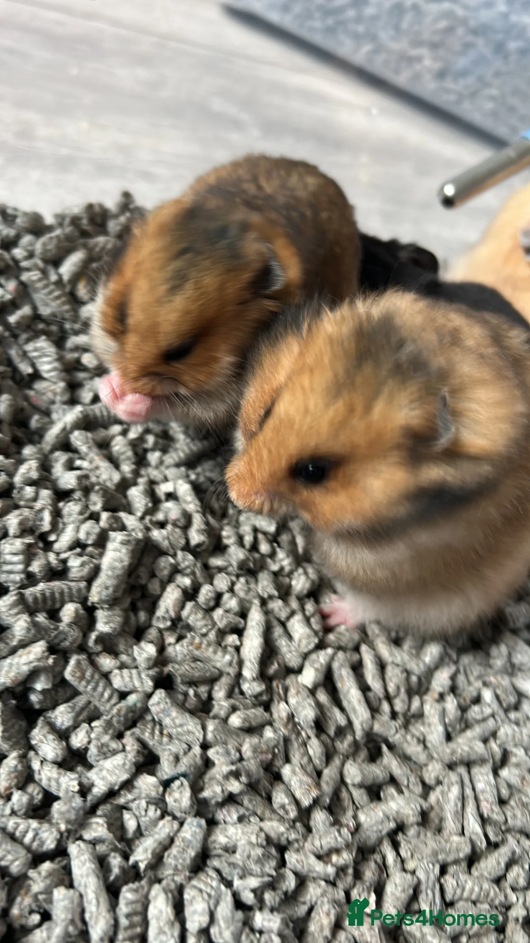Hamster rodents for sale: 1 female baby Syrian hamster  - Advert 2