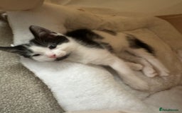 Mixed Breed cats for sale: Kittens - Image 20