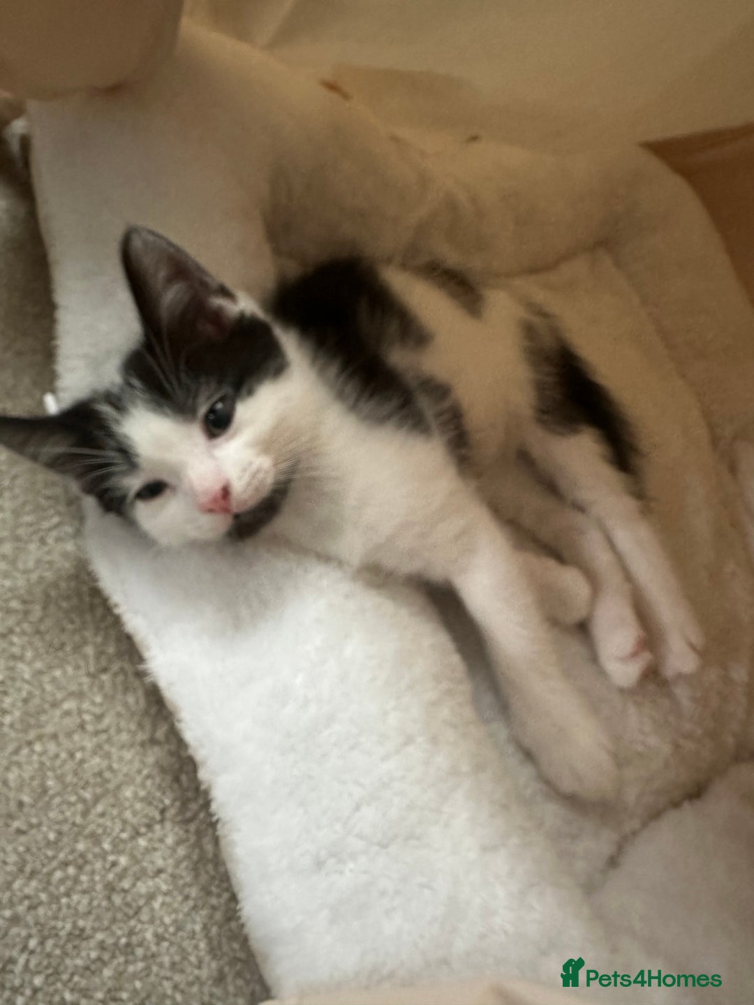 Mixed Breed cats for sale: Kittens - Image 20