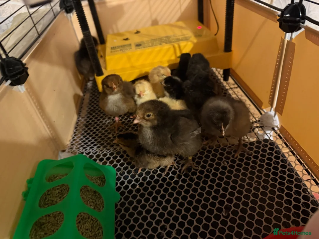 Chickens poultry for sale: Day old chicks (mixed breeds)  - Advert 2