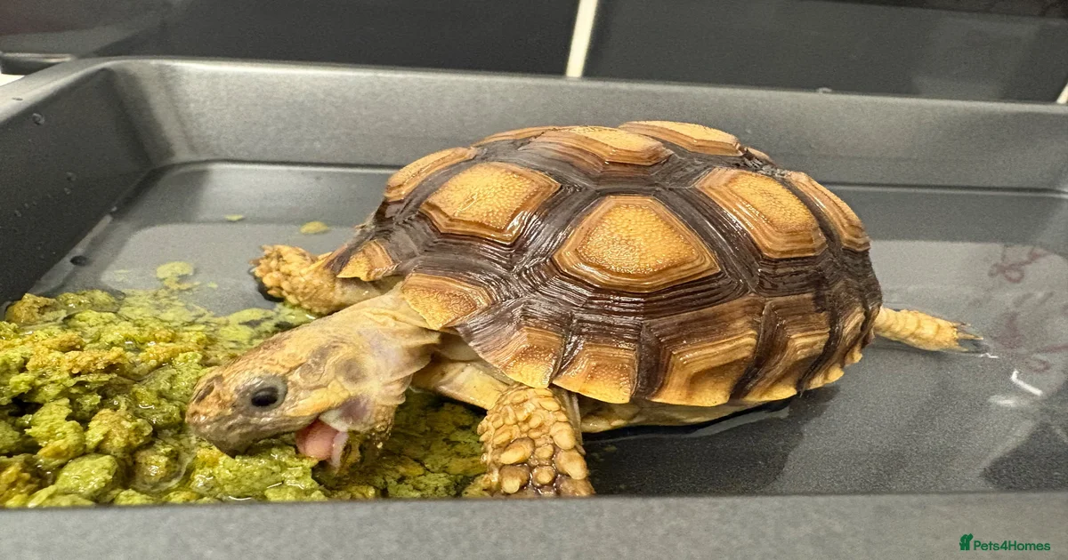 Sulcata Tortoise for sale in Stalybridge | Pets4Homes