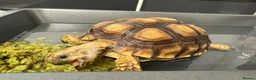 Tortoise reptiles for sale: Sulcata Tortoise  - Advert 1