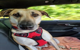 Mixed Breed dogs for adoption: JACK FOR ADOPTION OR FOSTER IN CORNWALL OR DEVON - Image 10
