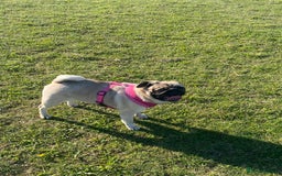 Pug dogs for sale: 🐾 💖Pugs & Kisses Available Here!🐾💖  - Image 6