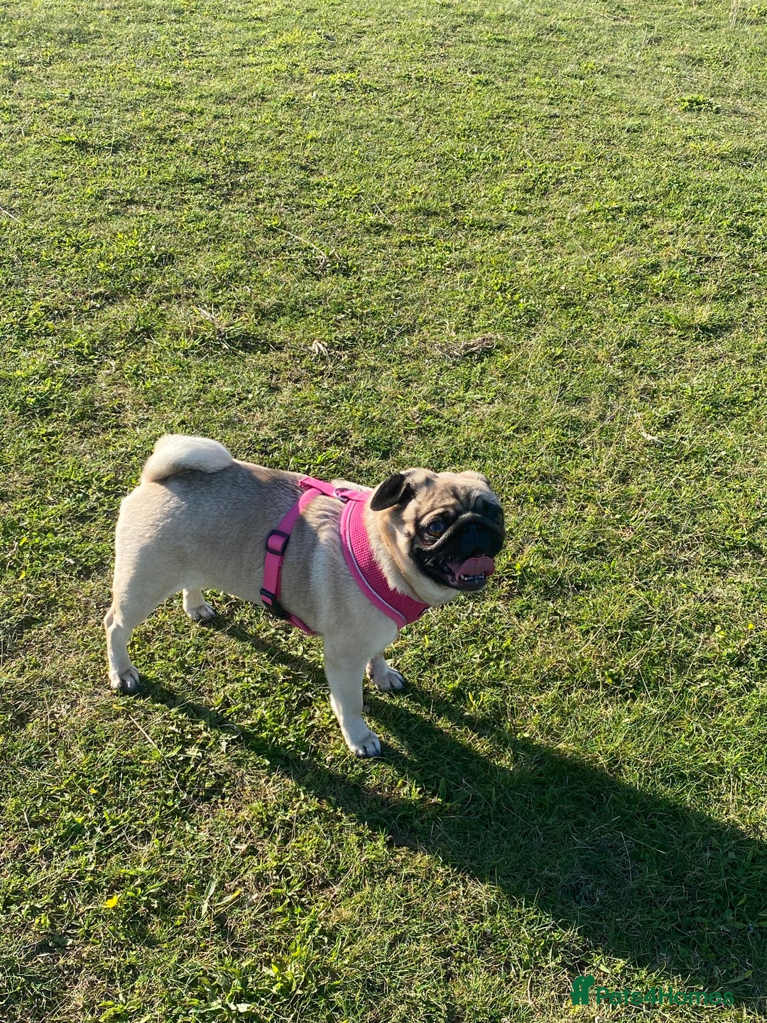 Pug dogs for sale: 🐾 💖Pugs & Kisses Available Here!🐾💖  - Image 6