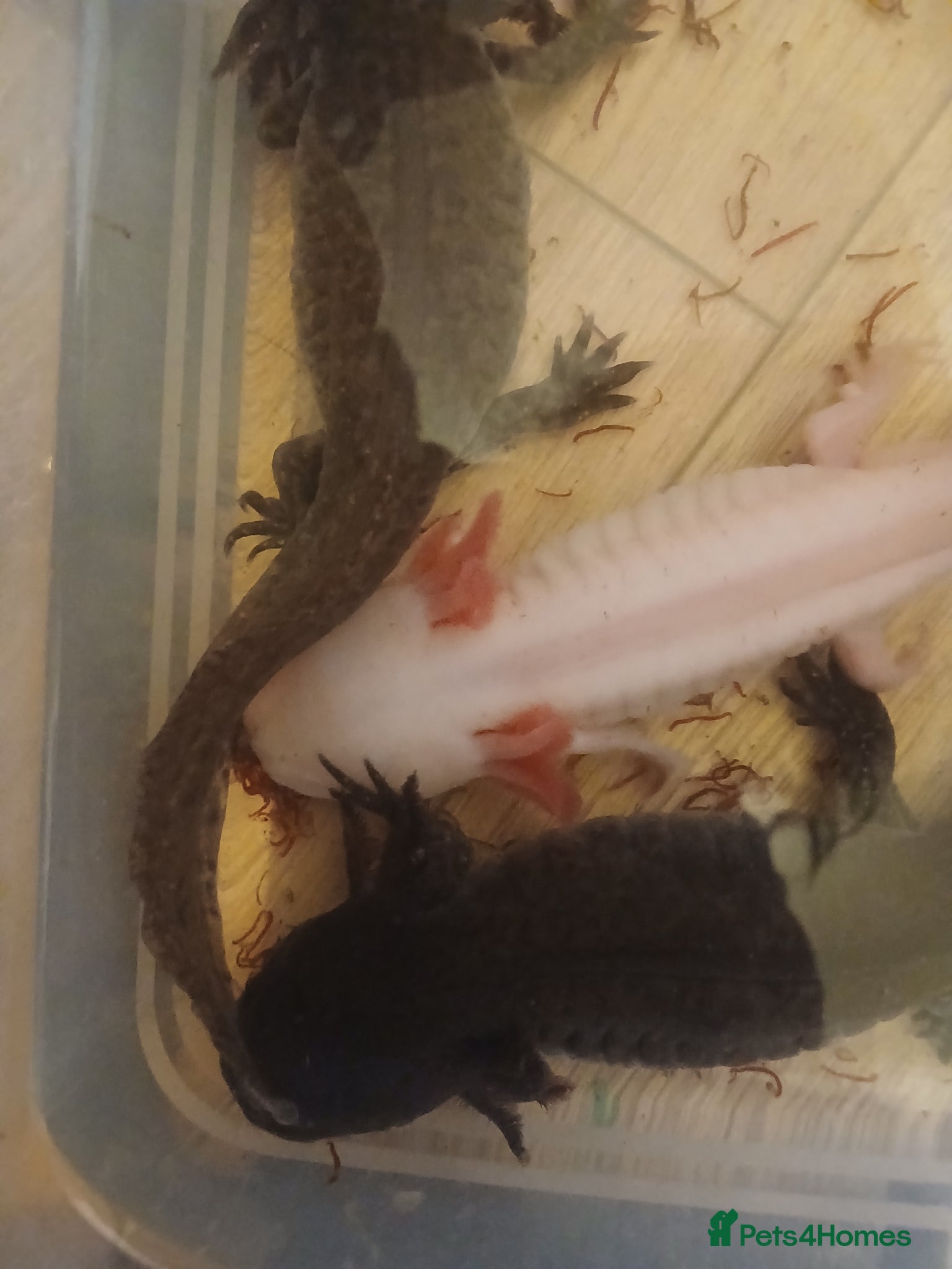 Axolotl reptiles 1x male 2x female axolotls 1 year old - Advert 8