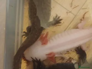 Axolotl reptiles 1x male 2x female axolotls 1 year old - Advert 8
