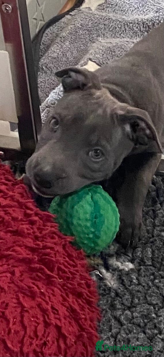 Staffordshire Bull Terrier dogs Last Boy Ready for his Forever Home ♥️ - Advert 3