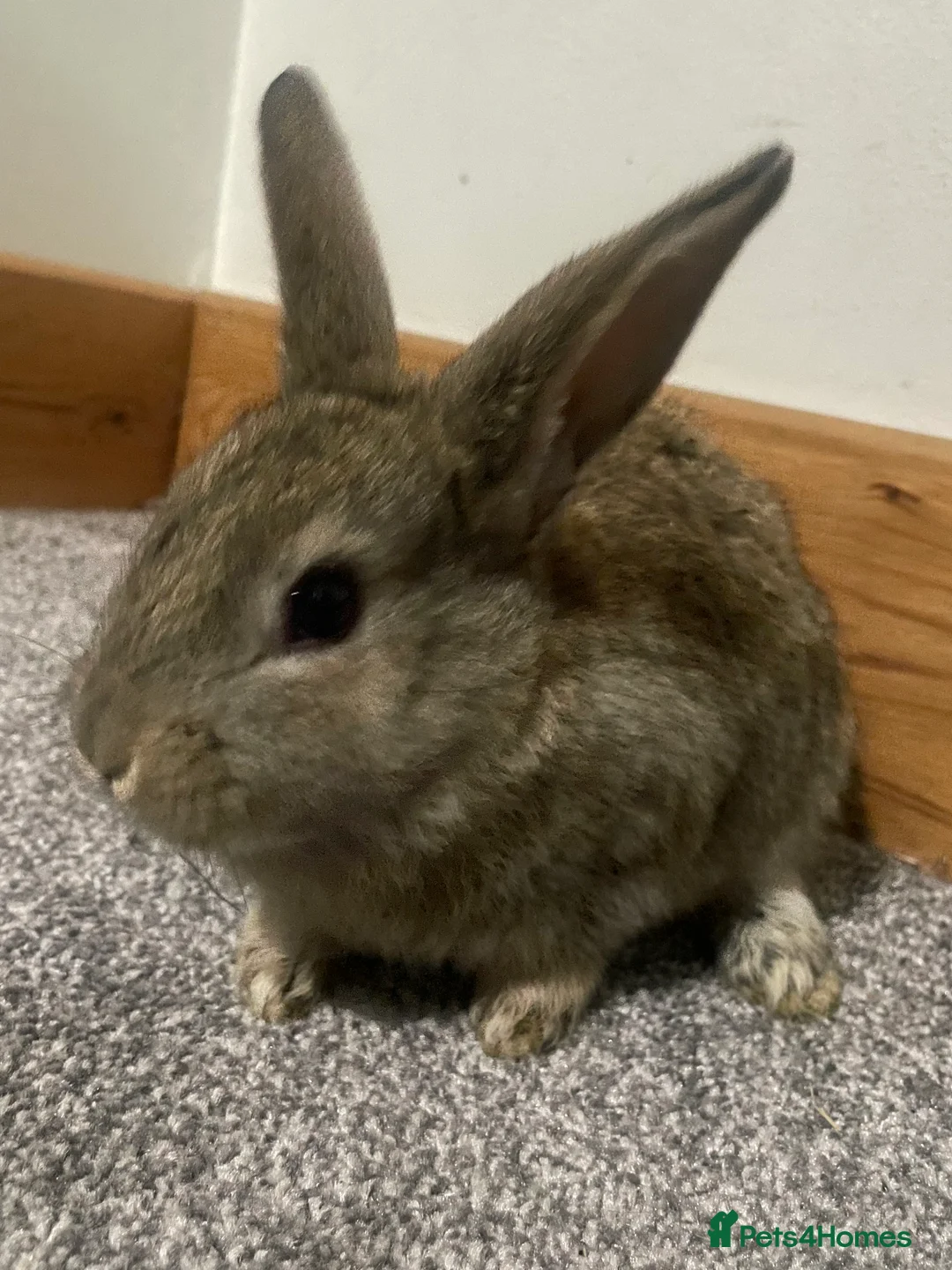 Mixed Breed rabbits for sale: Himalayans x lop bunnies  - Advert 3