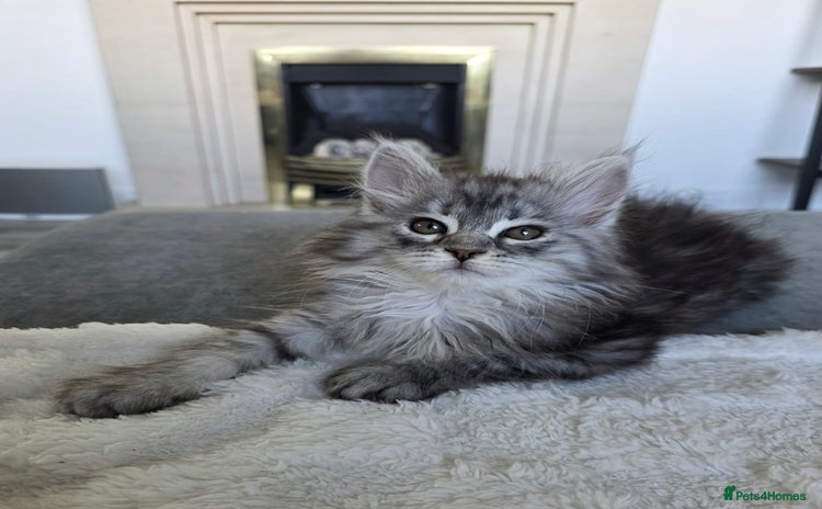 Maine Coon cats - Advert 1