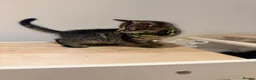 Domestic Shorthair cats for sale: Kittens - Advert 5
