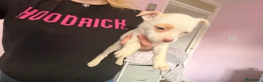 Mixed Breed 4