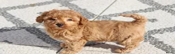 Cavapoochon dogs for sale: Cavapoochon puppies for sale Fox Red  - Advert 8