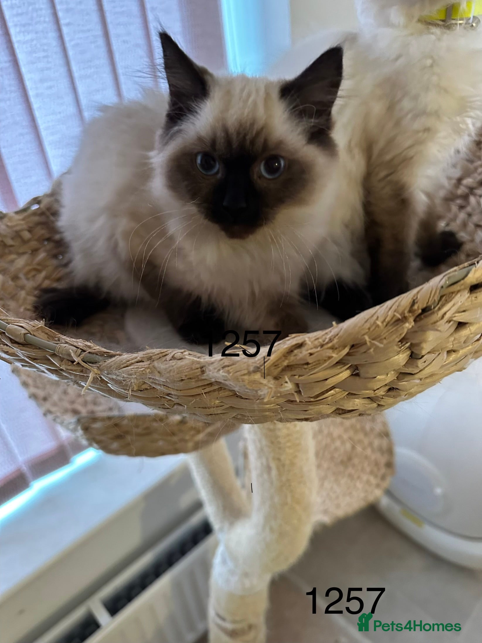 Ragdoll cats Gorgeous Ragdolls - Advert 1