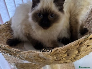 Ragdoll cats Gorgeous Ragdolls - Advert 6