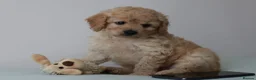 Cavapoo dogs for sale: 5*Licensed+DNAtested+Vetchecked+Red+Apricot+Cream - Advert 5