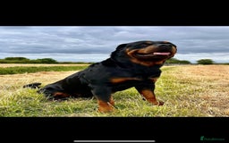 Rottweiler dogs for sale: Stunning Rottweiler pups  - Image 6