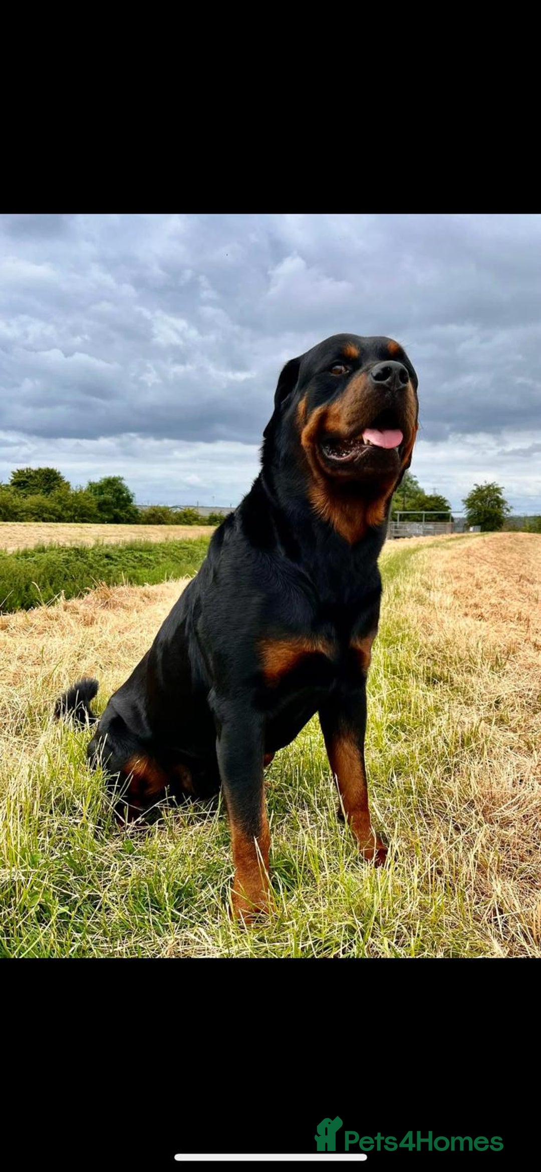 Rottweiler dogs for sale: Stunning Rottweiler pups  - Image 6