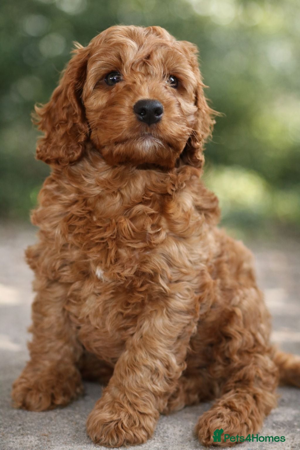 Cavapoo dogs The Best Quality Puppy, fully DNA tested Parents - Advert 2