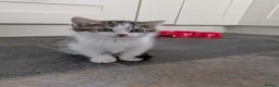 Mixed Breed cats for sale: 3 male kittens for sale - Advert 15
