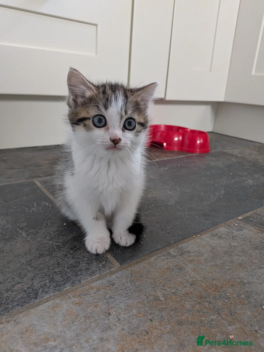 Mixed Breed cats for sale: 3 male kittens for sale - Advert 15