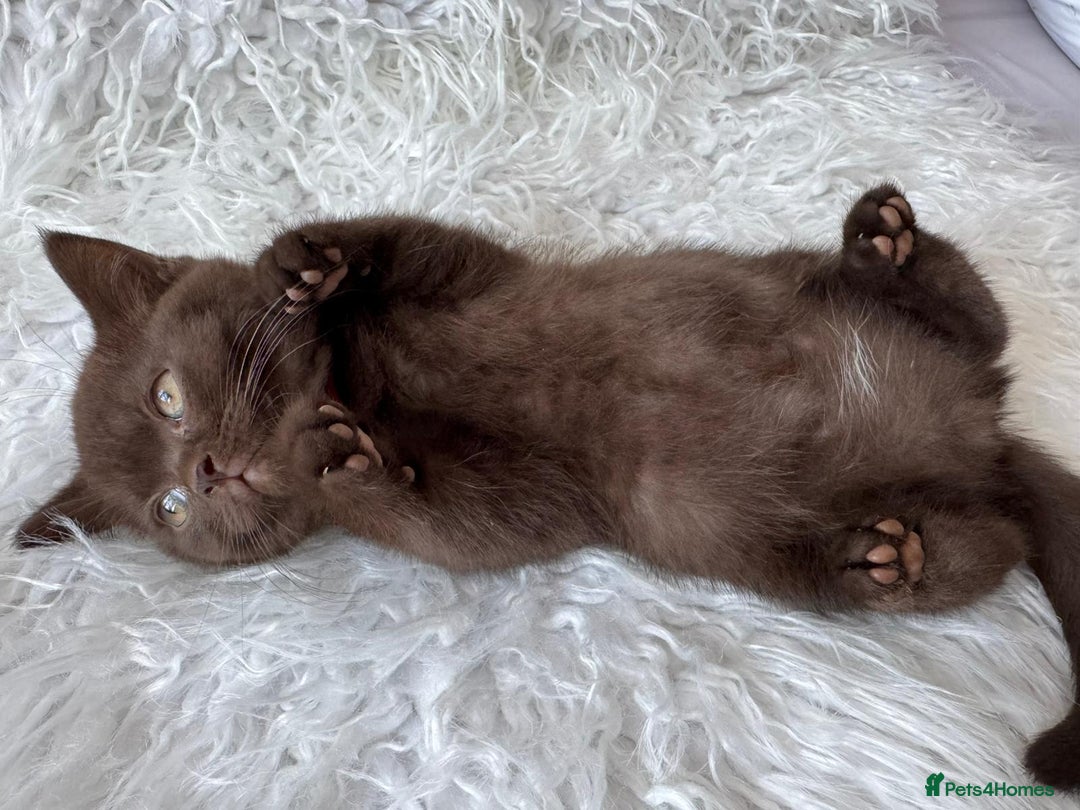 British Shorthair cats for sale: 💙 2 handsome  GCCF British Sorthair 💙 - Image 17