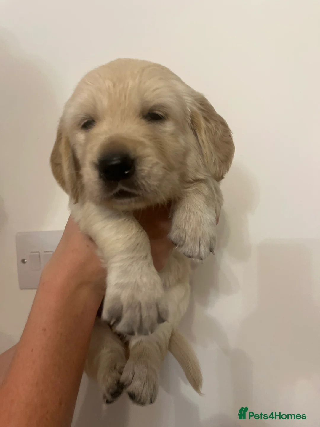 Golden Retriever dogs for sale: Beautiful golden retriever puppies  in Bristol - Advert 2