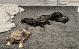 Shihpoo dogs for sale: Stunning 3rd Generation Shihpoo Puppies For Sale - Image 11