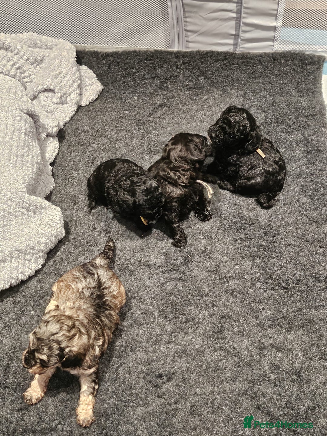 Shihpoo dogs for sale: Stunning 3rd Generation Shihpoo Puppies For Sale - Image 11