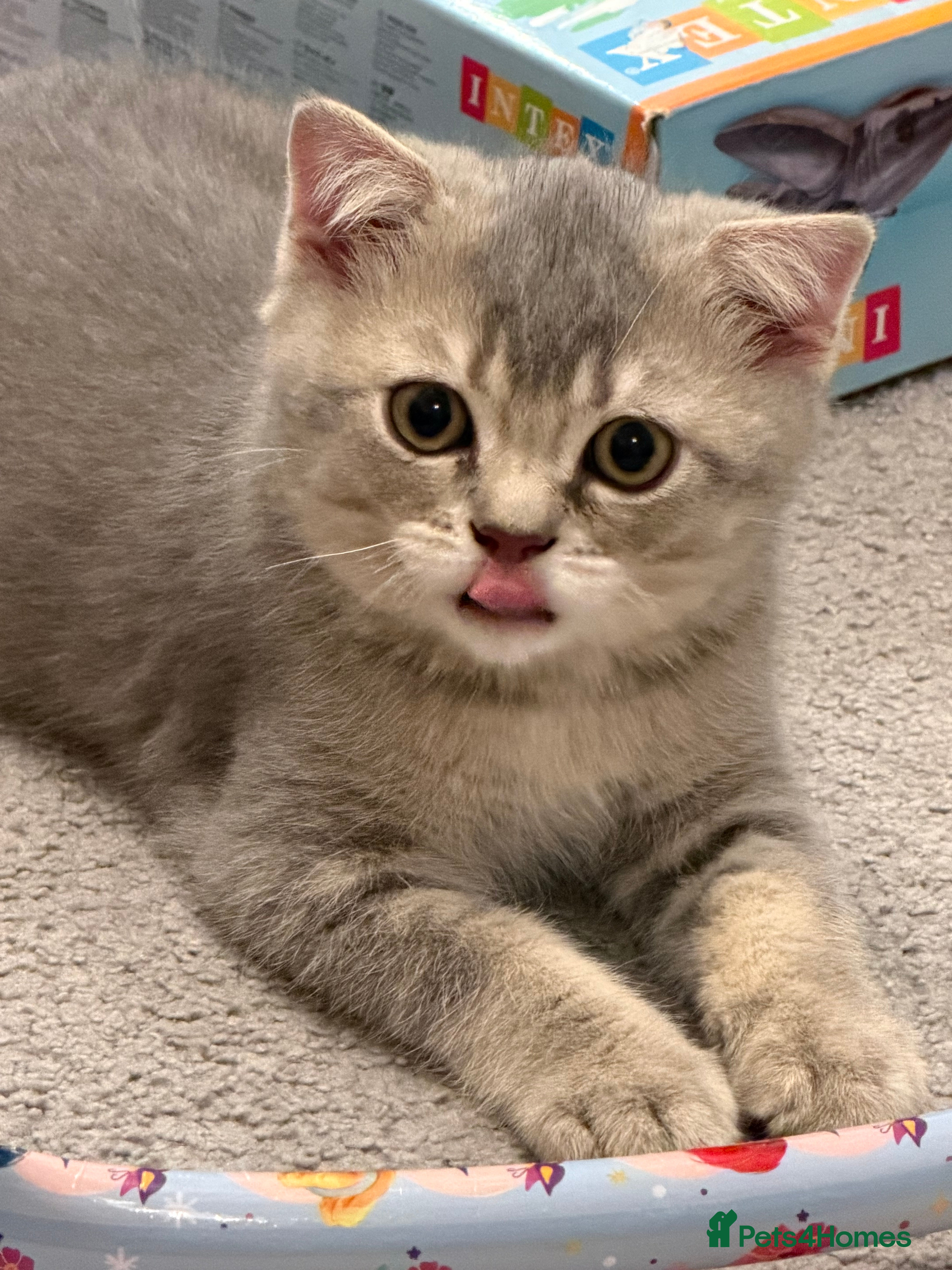 Scottish Fold cats TICA registered full pedigree Kittens - Advert 2