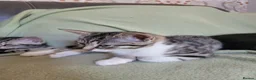 Domestic Shorthair cats for sale: Kittens in Grimsby - Advert 11