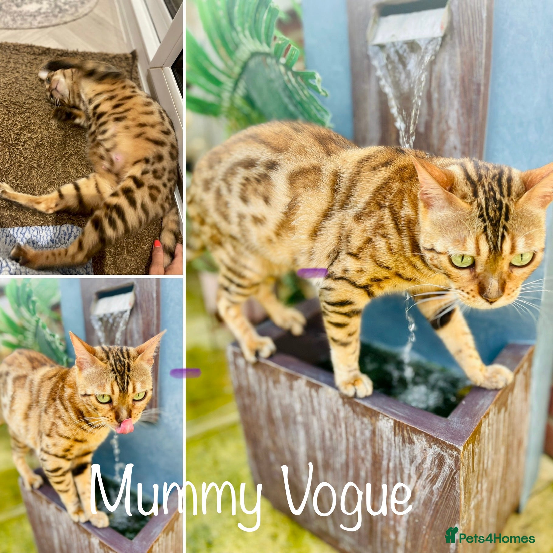 Bengal cats Retired Bengals - Various - Advert 2