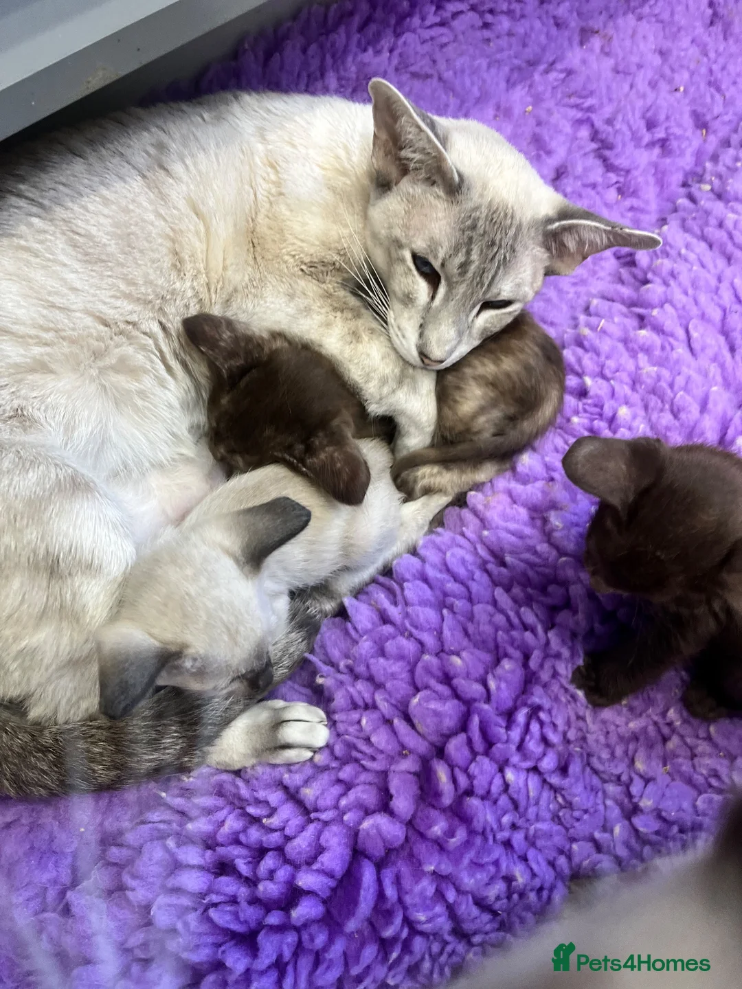 Siamese cats for sale: Seal point Siamese  - Advert 7