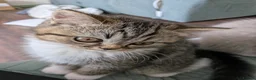 Exotic cats for sale: Beautiful exotic kittens - last beautiful boy  - Advert 17