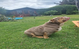 English Bulldog dogs for sale: Lilac and Tan English bulldog  - Image 3