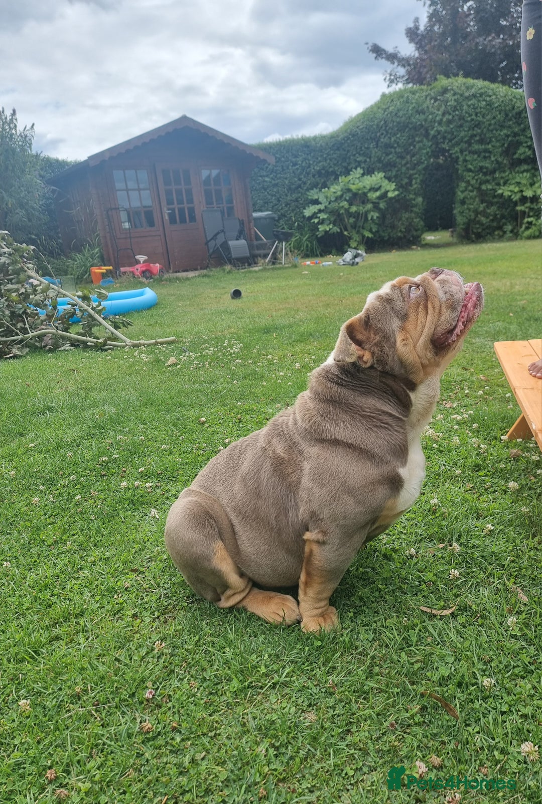 English Bulldog dogs for sale: Lilac and Tan English bulldog  - Image 3