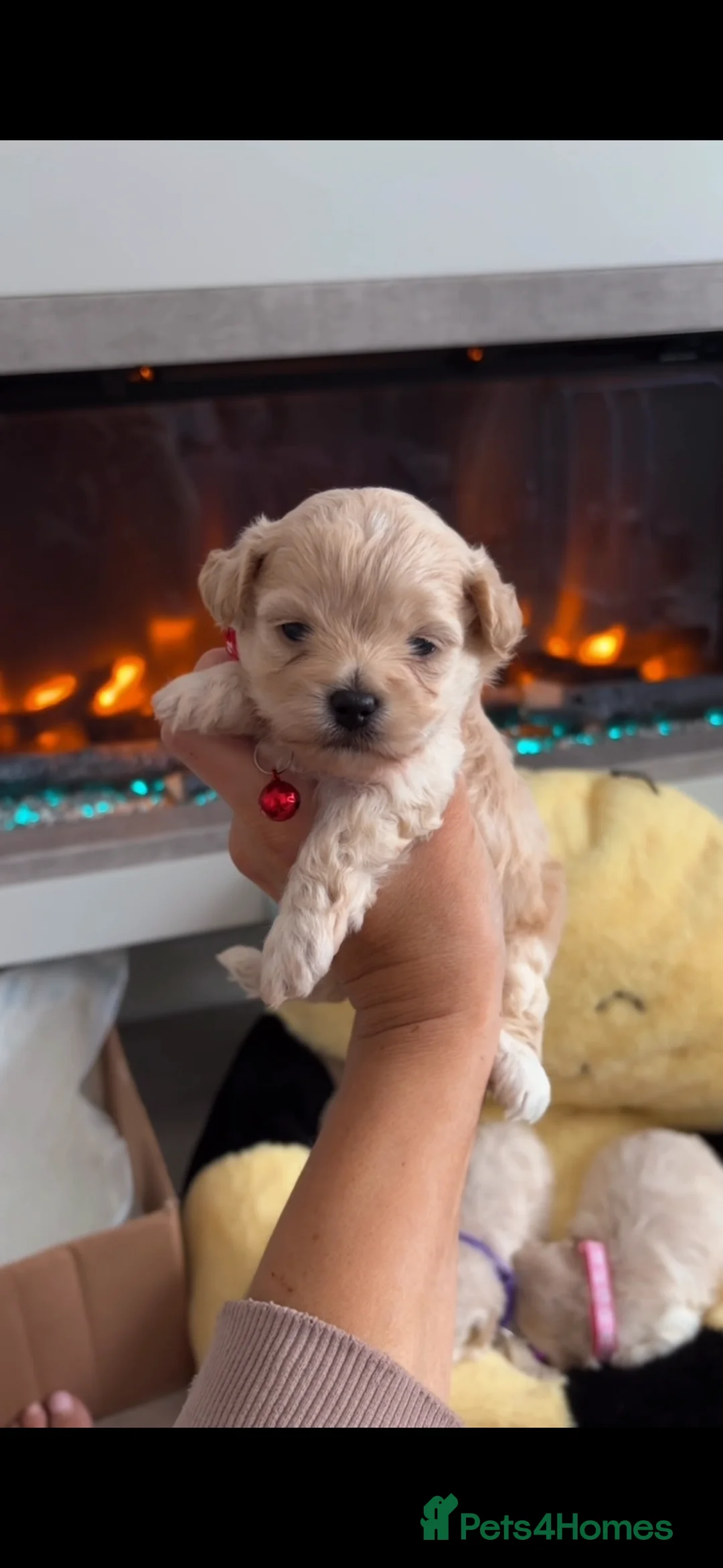 Maltipoo dogs for sale: Maltipoo in Belfast - Advert 2